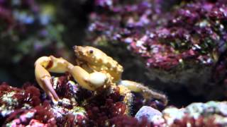 Mithrax crab eating reb bubble algae