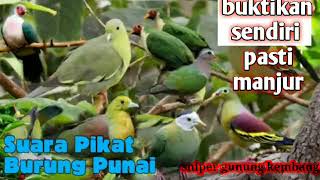 suara pikat burung punai paling jernih,SUARA MP3 BURUNG PUNAI AMPUH