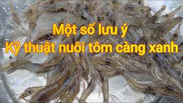 Một số lưu ý kỹ thuât nuôi tôm càng xanh//HƯỚNG DẪN KỸ THUẬT NUÔI TÔM CÀNG XANH