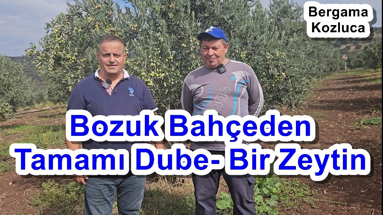 Bergama - Zeytin Gübreleme Programı İle Bozuk Bahçe Yüksek Verimli Oldu