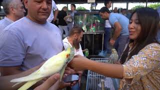 Тошкент қуш бозори: Птичий рынок Ташкент 11.06.2022