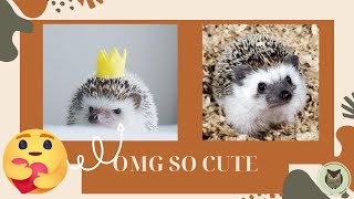 Cute Little Hedgehogs Compilation