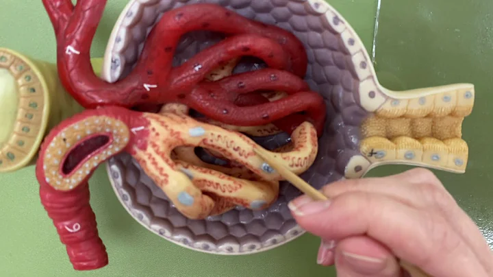 A&P II Lab 4 Video 3