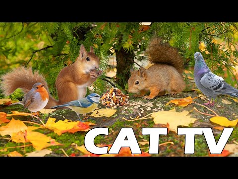 PETS TV Hang Out With Birds And Squirrels Relaxing Bird Sounds Funny Videos For Cats To Watch