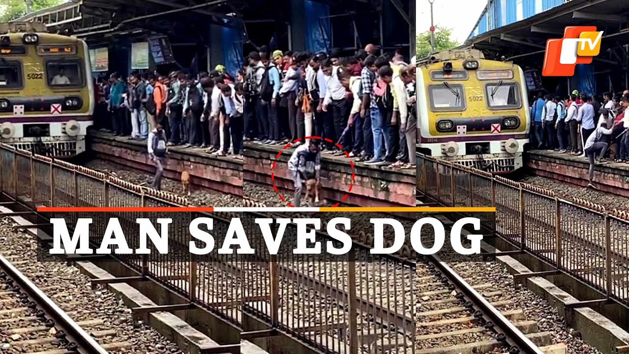 Viral Video | Selfless man risks his life to save dog from railway ...