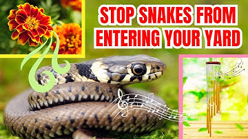 5 Proven Ways to Keep Poisonous Snakes Out of Your Yard 🌿🐍