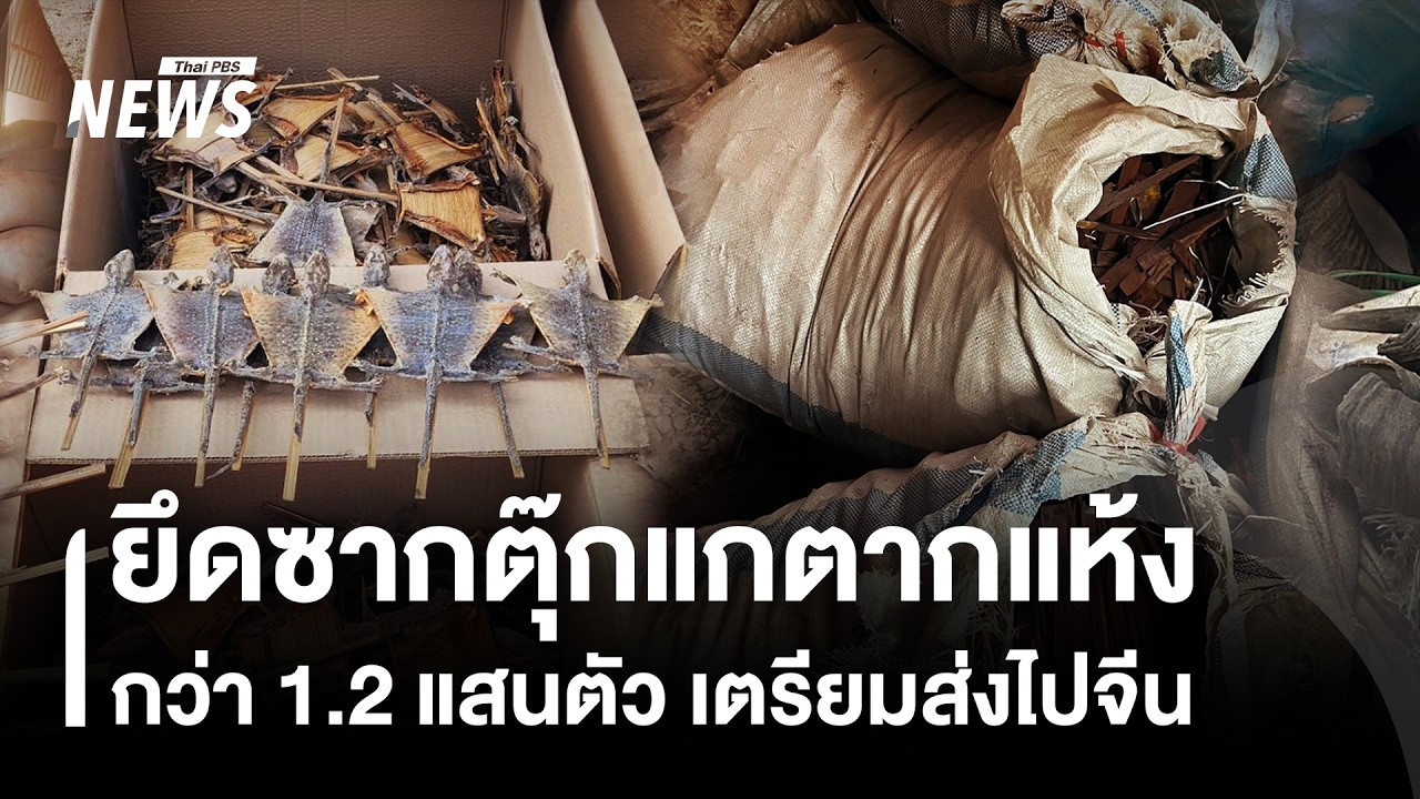 ยึดซากตุ๊กแกตากแห้งกว่า 1.2 แสนตัว เตรียมส่งไปจีน | Thai PBS news
