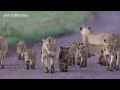 Do Male Lions Lead the Pride?