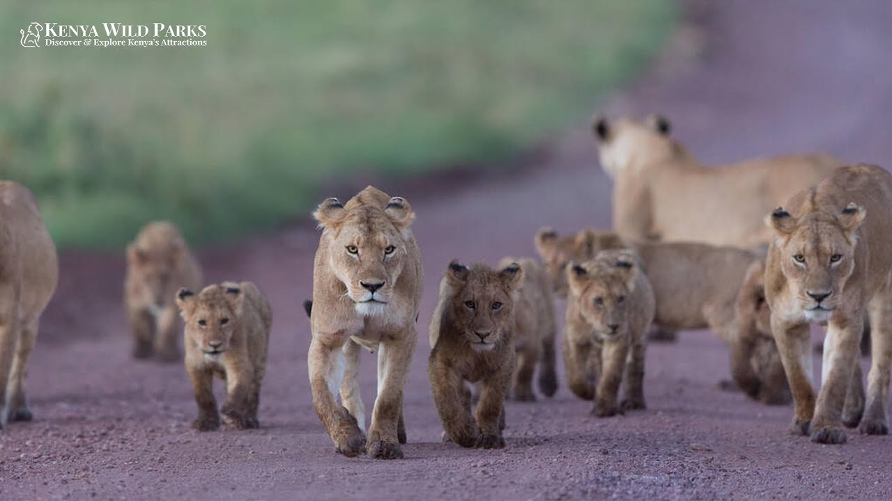 Do Male Lions Lead the Pride?