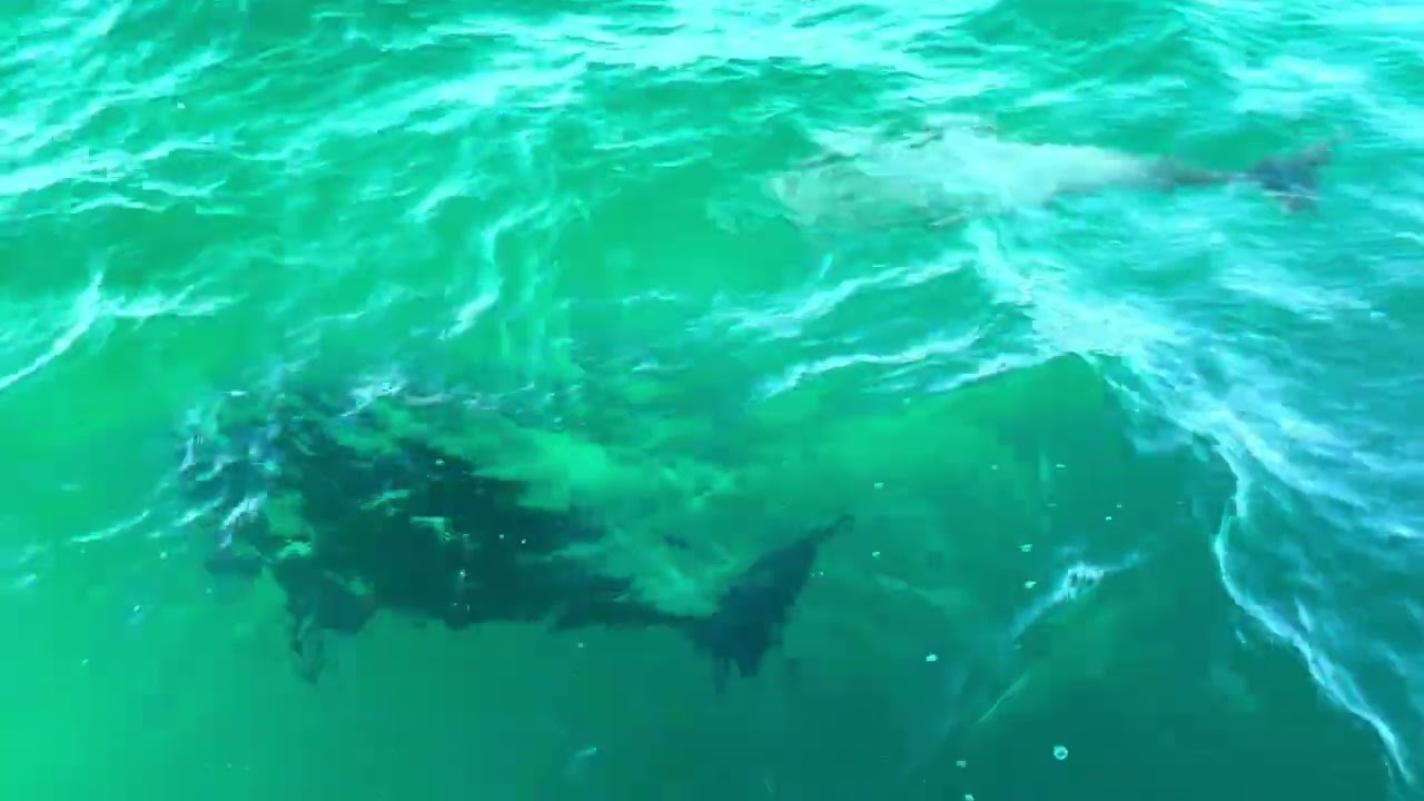 Dolphin watching boat ride,Florida|ಅಮೇರಿಕಾದಲ್ಲಿ ಡಾಲ್ಫಿನ್ ನೋಡೋಣ ಬನ್ನಿ @BJ’s-Kanglish