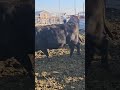 65 Bred cows for sale. 435-830-9505
