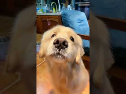 골드리트리버 강아지 Golden retriever
