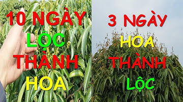 Người làm cây Vải phải xem video này.