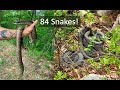 EIGHT Hognose Snakes and a Pile of Timber Rattlesnakes!! - Insane PA Snake Hunting!