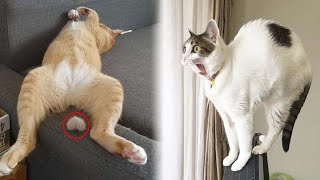 Funny ANIMALS videos😹 Funniest CATS🐈 and DOGS🐕 2024 Try not to laugh😂