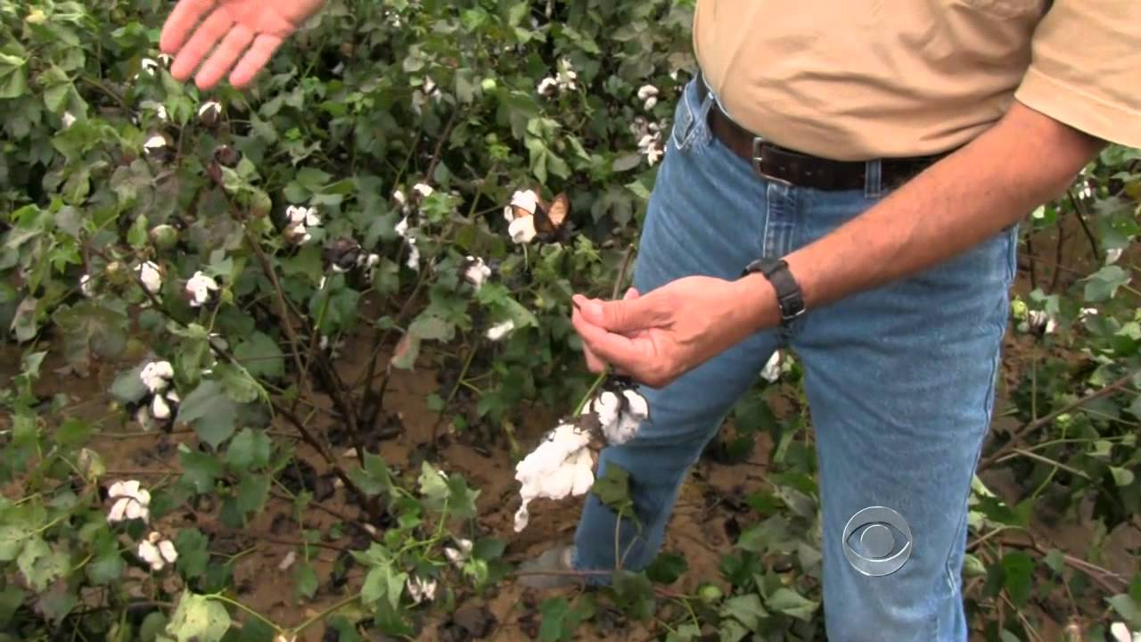 Isaac rainfall not welcome in some drought-hit areas