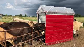 Fly trap for cows