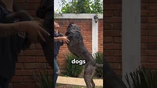 I can’t believe how big he is now 😳 #shorts Profile