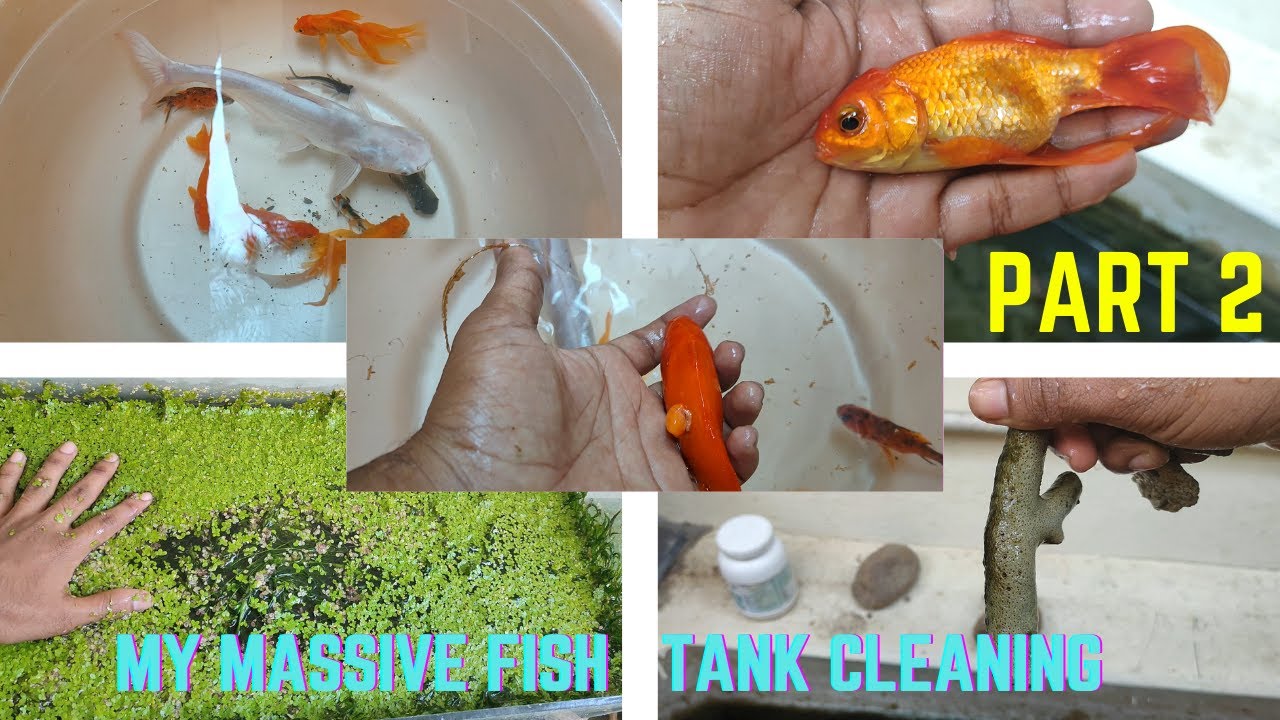 How to clean fish tank Complete Cleaning Of My Outdoor Fish Tank My