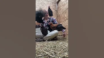 РУЧНОЙ ЦЫП СПАЛИЛ ВСЕМ НАШ СЕКРЕТ #рыжийфермер