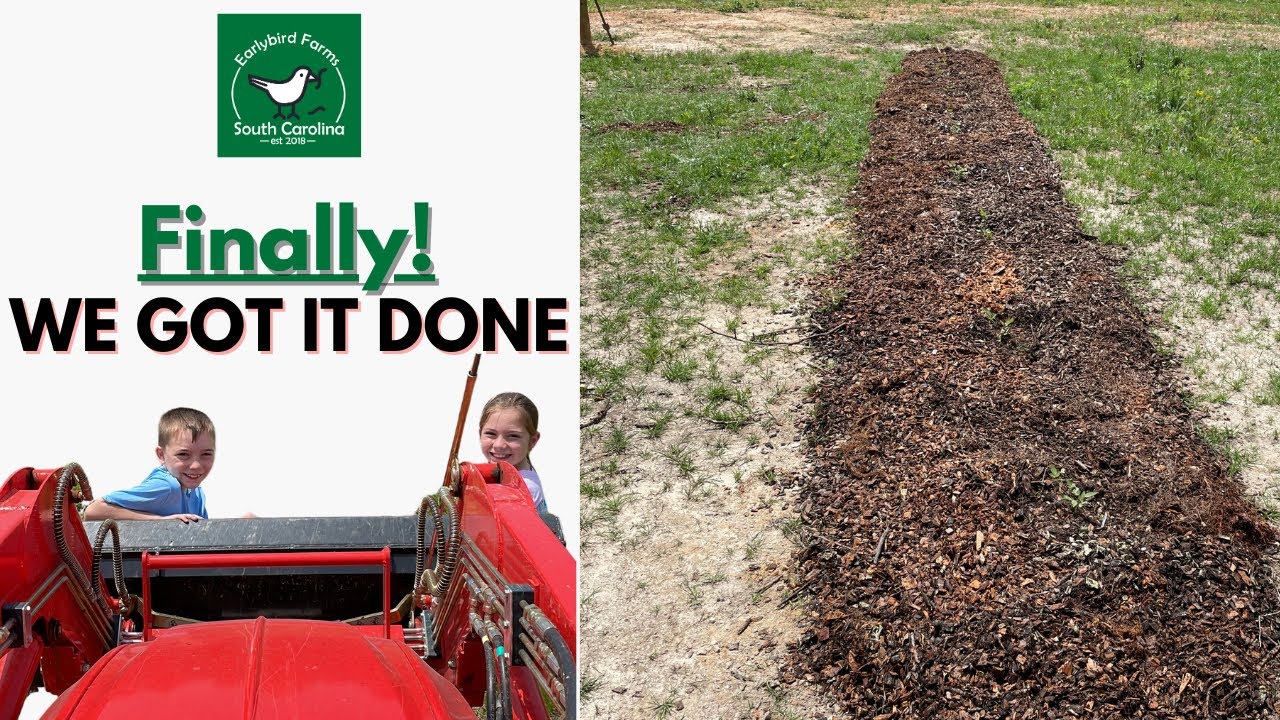 Adding Compost and Mulch to Blackberries and Trees YouTube