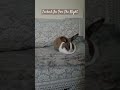 Sleeping Time For The Rabbit | #rabbit #bunny #brownie #shorts