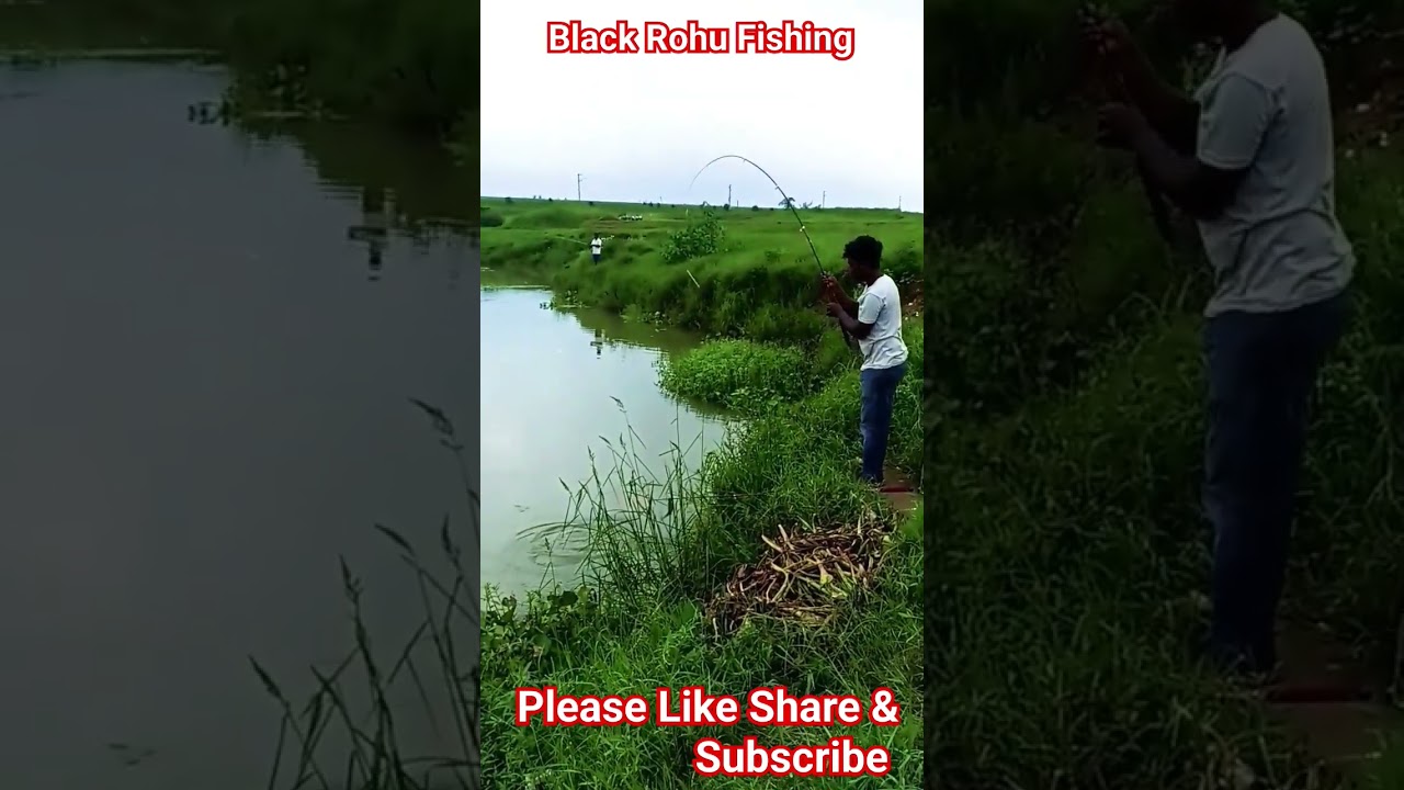 Black Rohu Fishing In Jumar River 🎣🎣🎣 