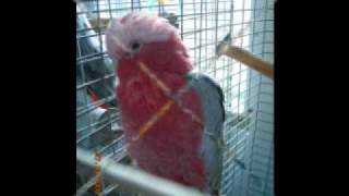 critter-aid video