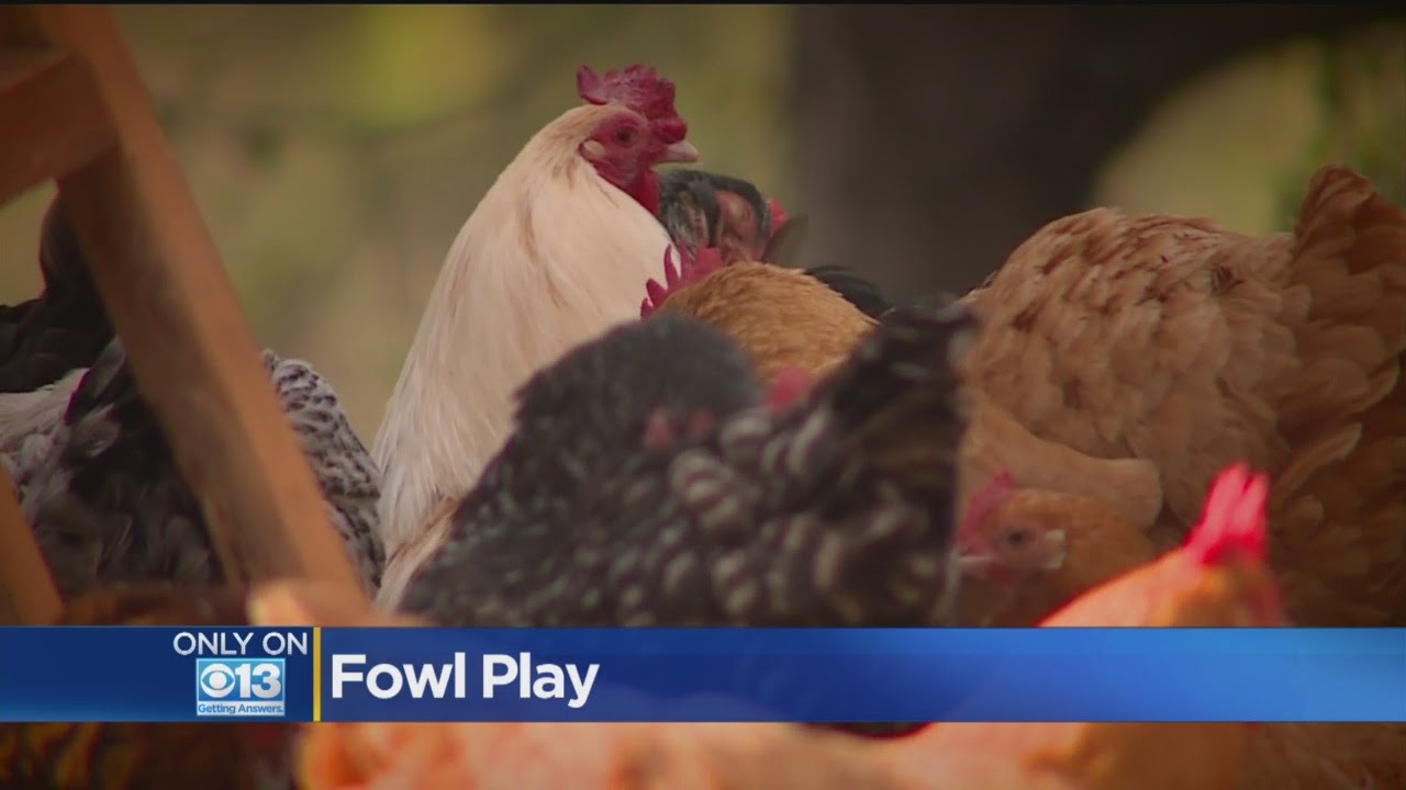 Thieves Targeting Prized Chickens To Sell At Auctions