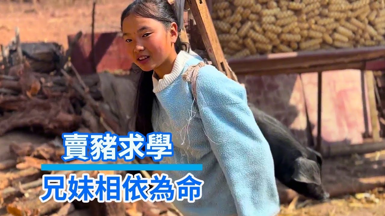 偶遇13岁賣豬求學小女孩，兄妹相依為命，撐起一個家 