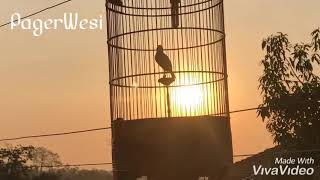 Begini suara branjangan dikala senja sore