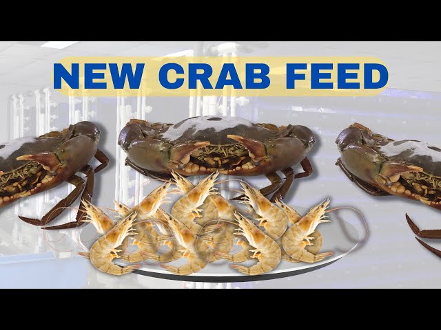 ENG & MALAY SUB) Shrimp as Our New Crab Feed?? class=