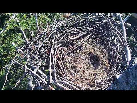 bald eagles in wisconsin Hancock Wildlife Foundation Live Stream
