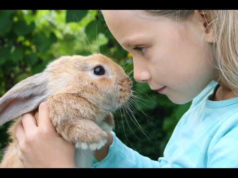 Видео: Зоопарк КРОЛИКОВ! У НАС ЕСТЬ ЛИЦЕНЗИЯ!!!!