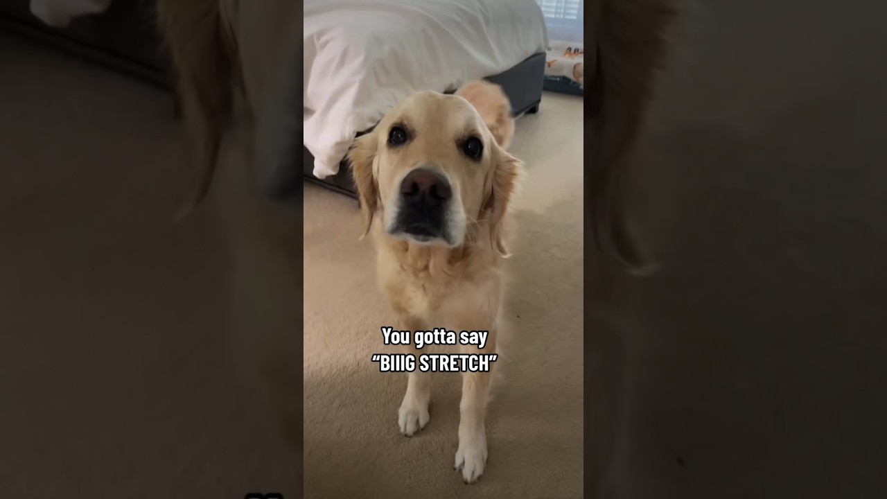 Do you follow the rules when it comes to biiig dog stretches? 