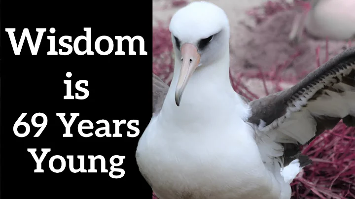 The Oldest Known Banded Bird - Wisdom is 69 Years Old! - DayDayNews