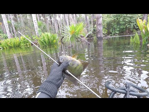 Aquário natural parte 2/selvagem Pesca Sub #Amazônia