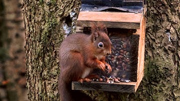 A great place to see red squirrels