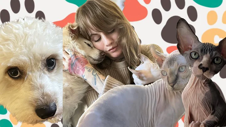 Watch the video about Dogs and sphynx cats compilation.