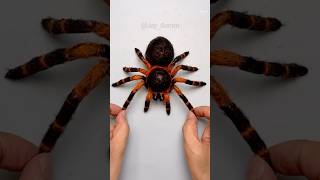 역재생) 대왕 거미 만들기⏪⏪⏪Reverse Play🕷️Biggest Spider Squishy Diy With Nano Tape!