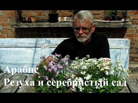 Video: Kaukasische Rezuha