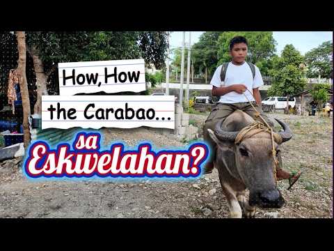 How, How, The Carabao Sa Eskwelahan?
