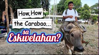 How, How, The Carabao Sa Eskwelahan?