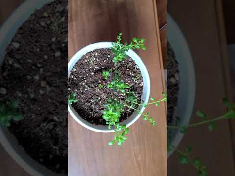 이메리스 핑크꽃 (Iberis pink flower tree) 첫번째