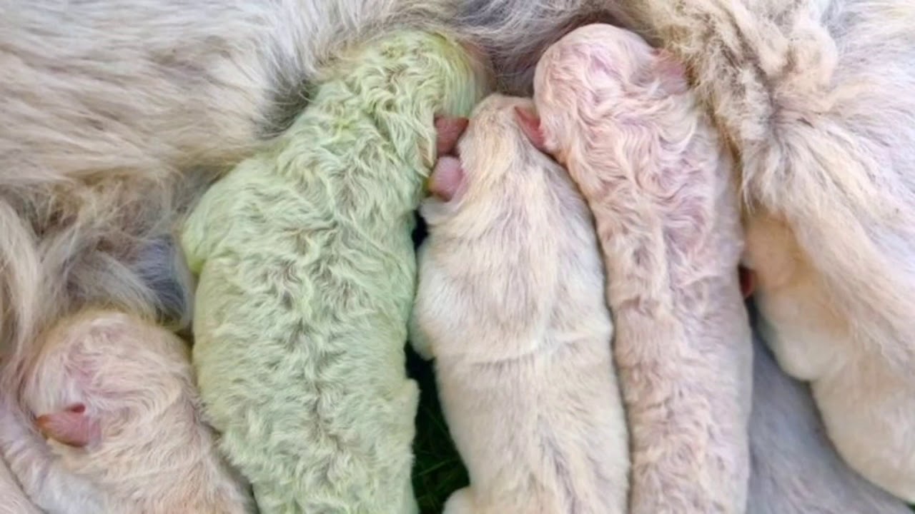 Rare green puppy 'Pistachio' born in Italy