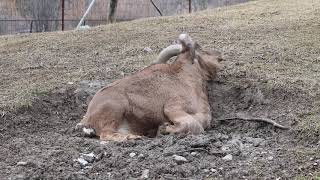 Mud Bath!