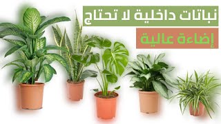 نباتات داخلية لا تحتاج اضاءة عالية