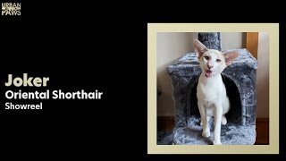 Cat Training: Joker (Oriental Shorthair)  Come, Sit, Speak