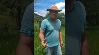 olha esse capim braquiaria 😱 #vidanaroça #fazenda #capim#shorts #caminhoparaumavidamelhor