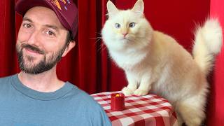 I Opened a Cat Restaurant